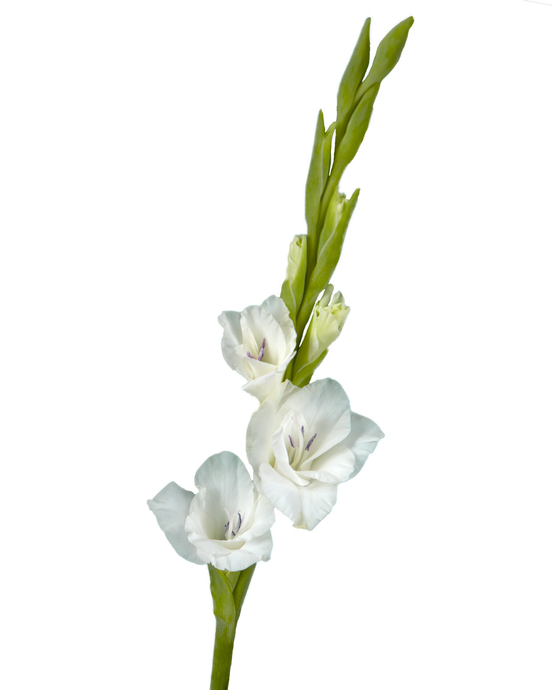 Glamini Gladiolus Amber