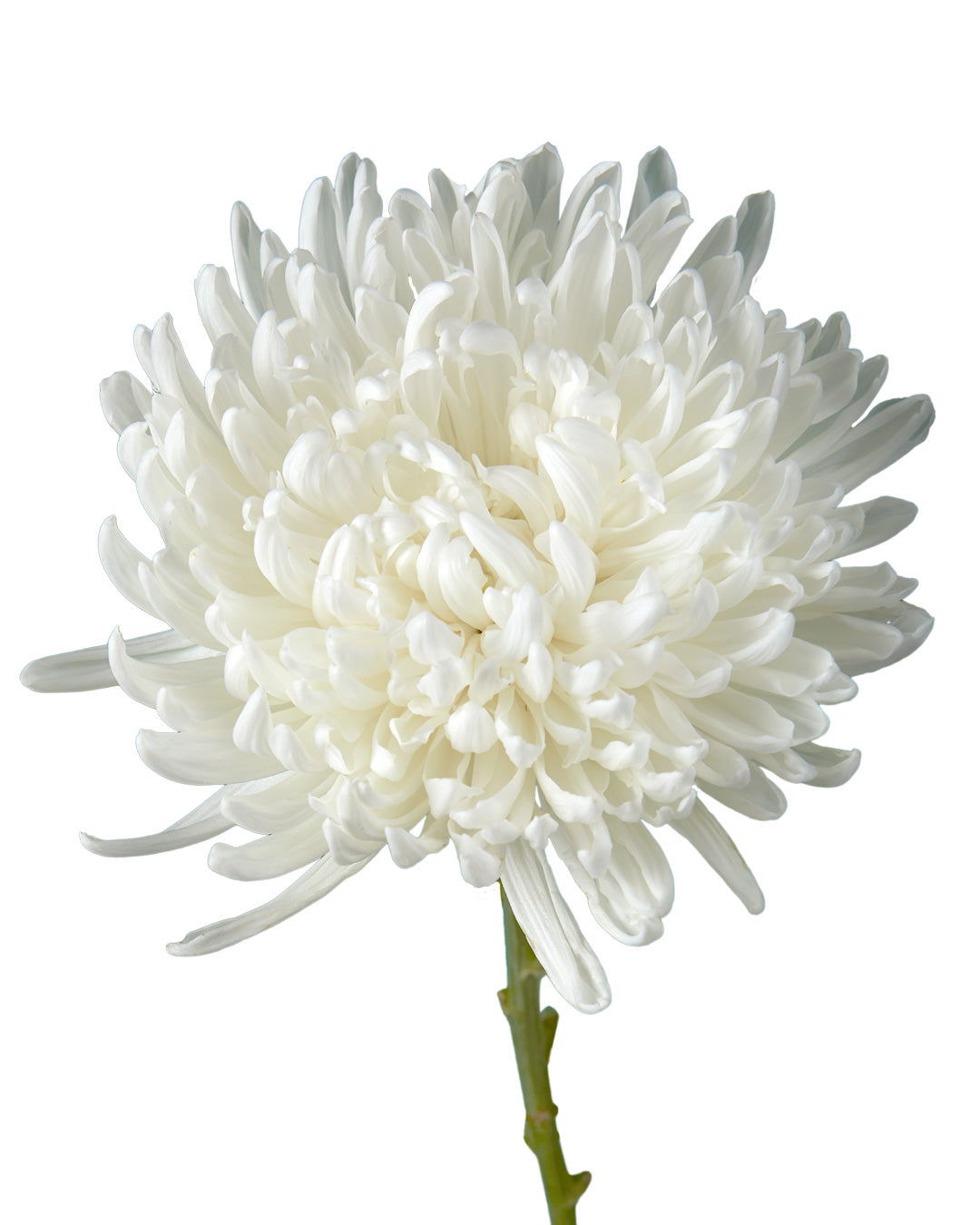 Gargarin Cremon Chrysanthemum