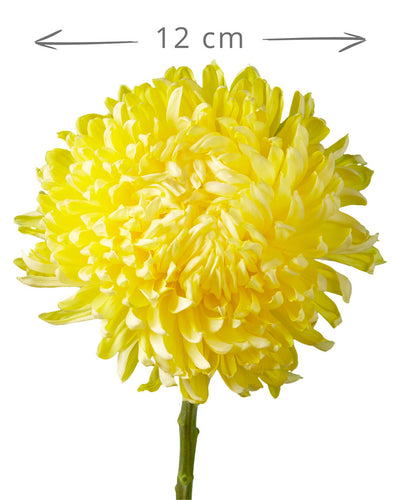 Yellow Football Chrysanthemum