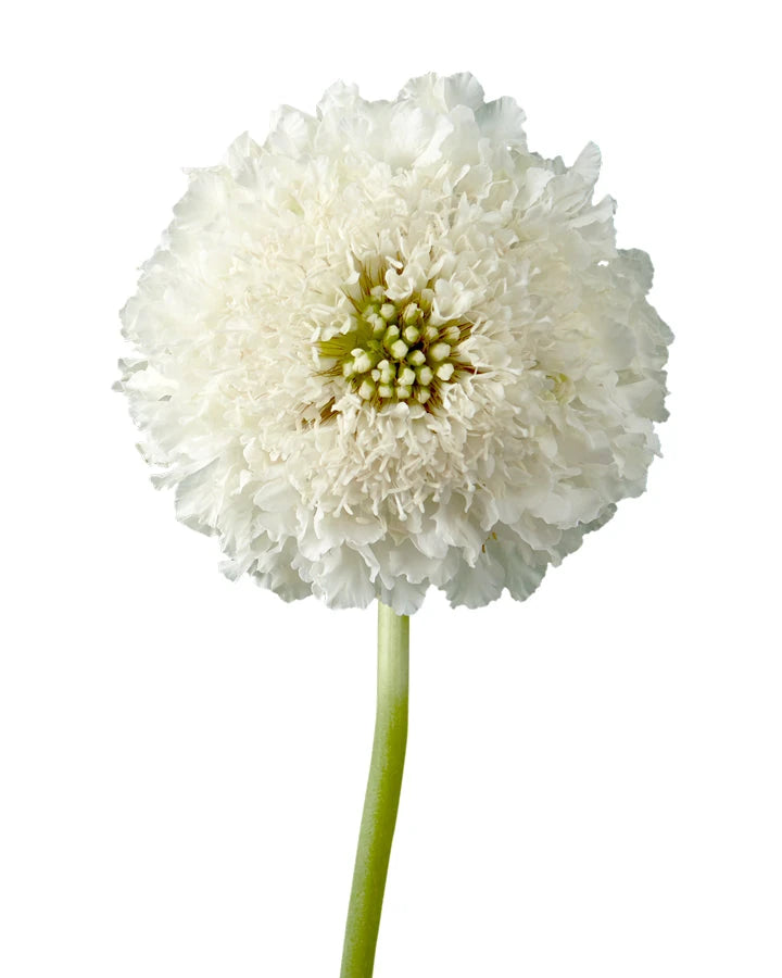 Scabiosa Focal Scoop White