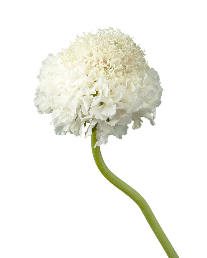 Scabiosa Focal Scoop White