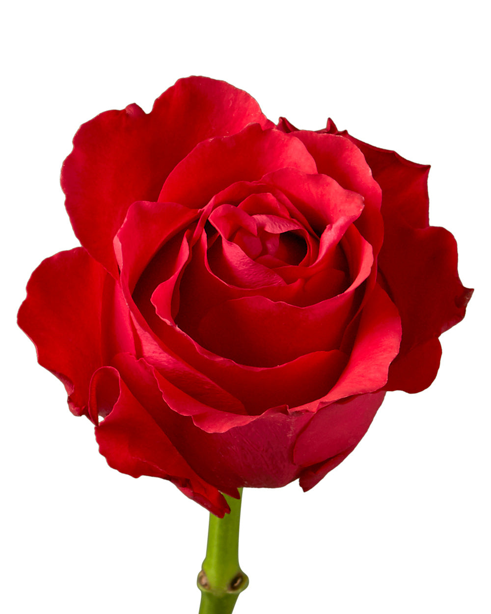 Altamira Rose