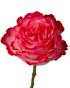 Enchantment Garden Rose