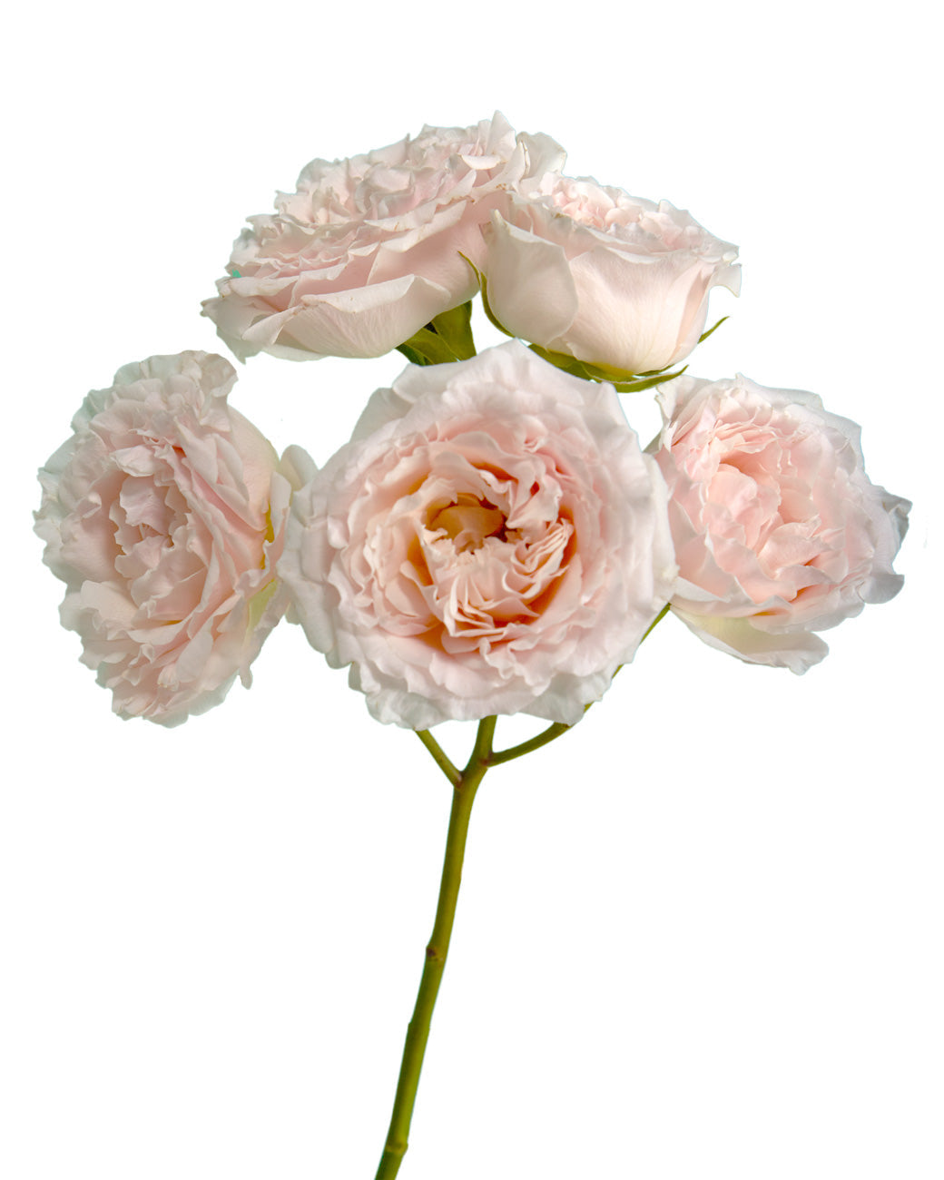 Wedding Rosever Garden Spray Rose Mother's Day