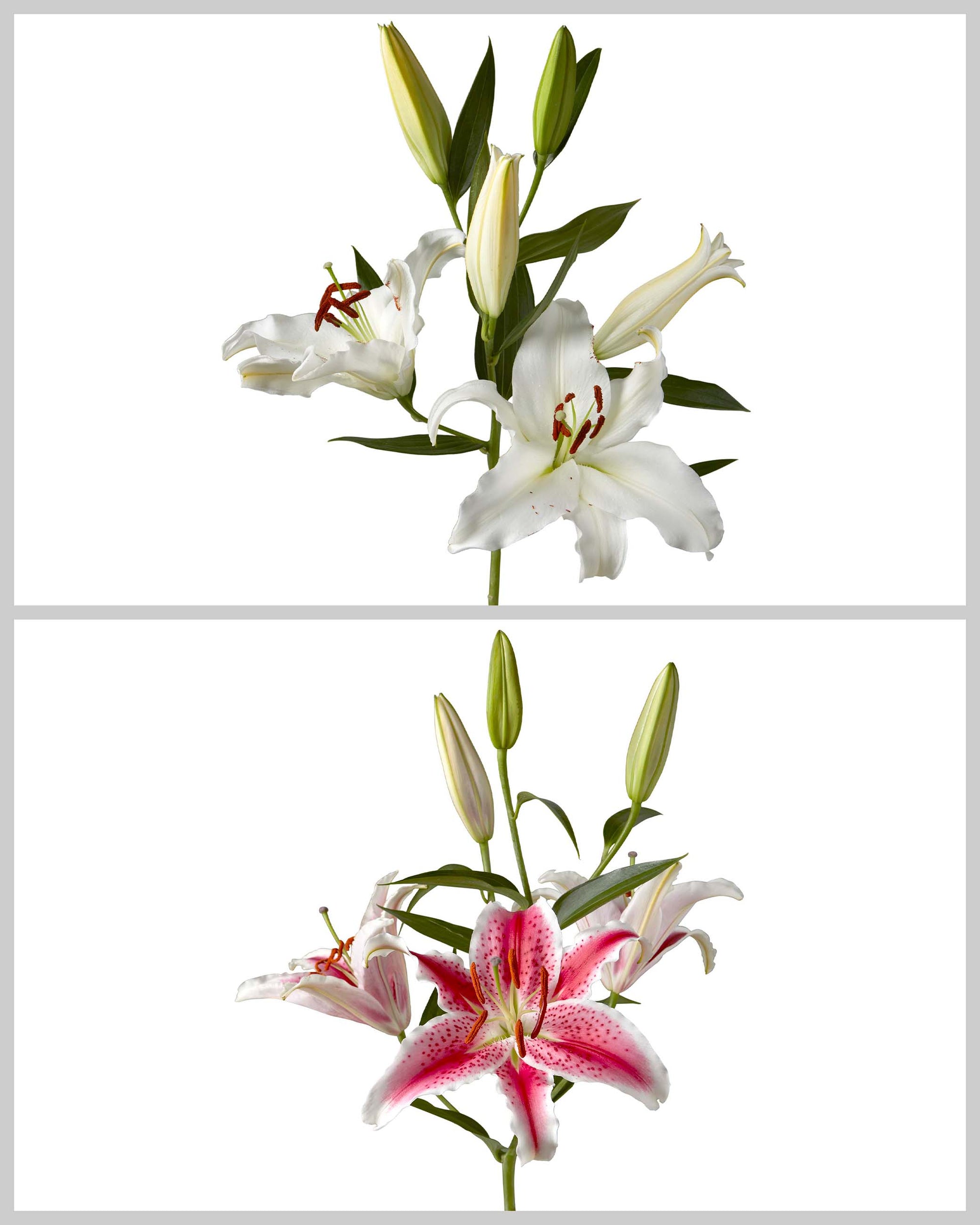 Oriental Lily 3-5 Bloom Assorted Box #067