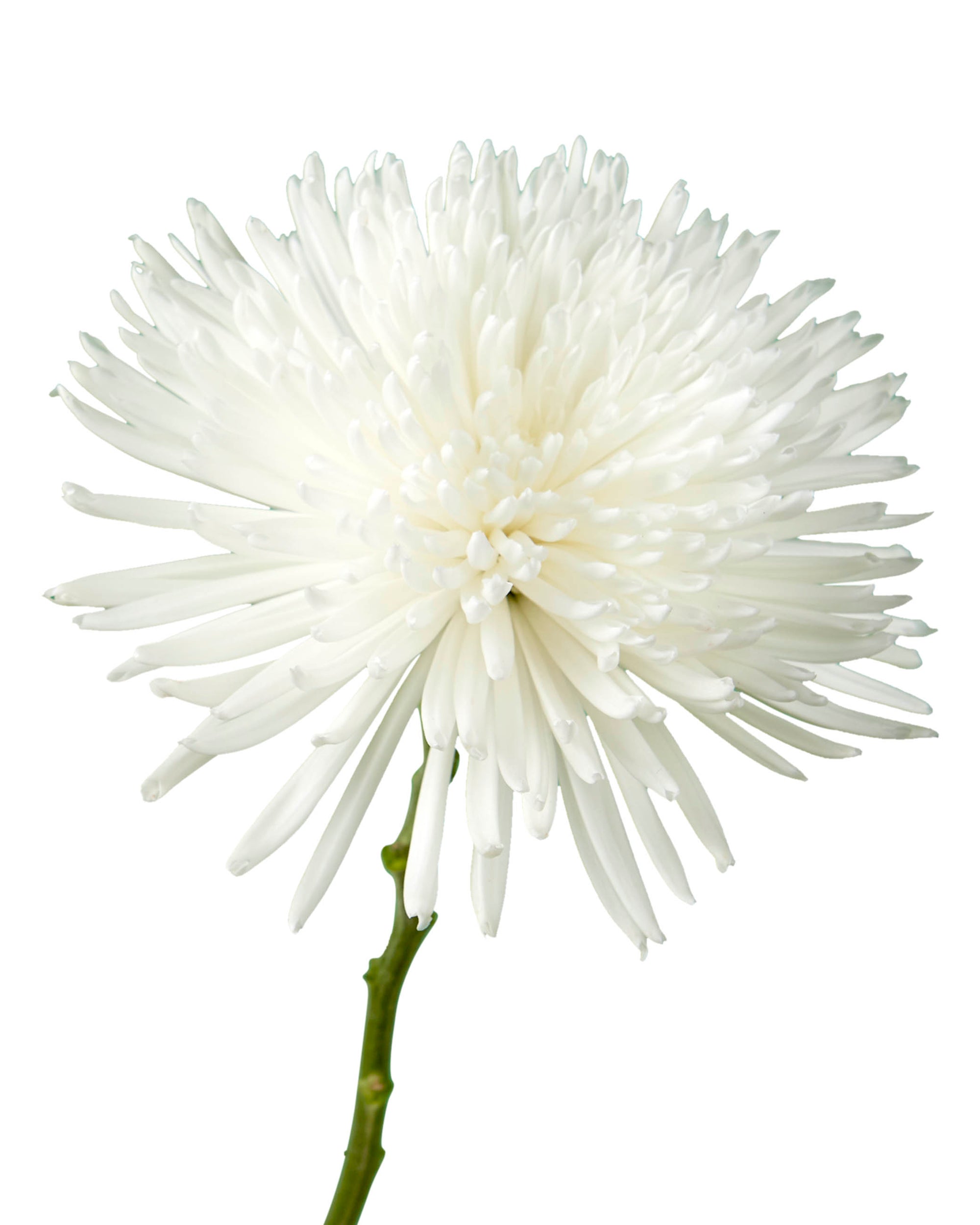 White Spider Chrysanthemum