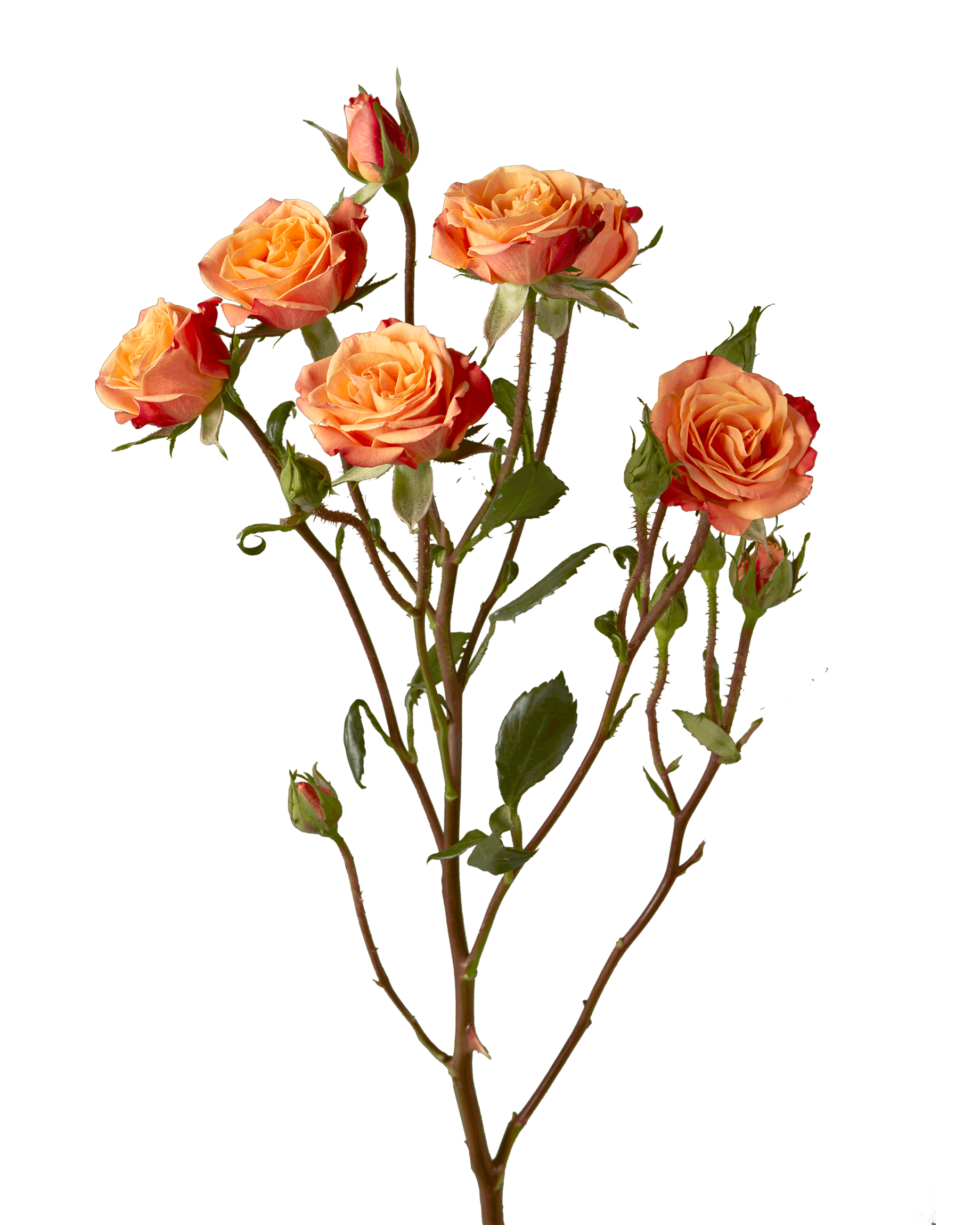 Mambo Orange Spray Rose