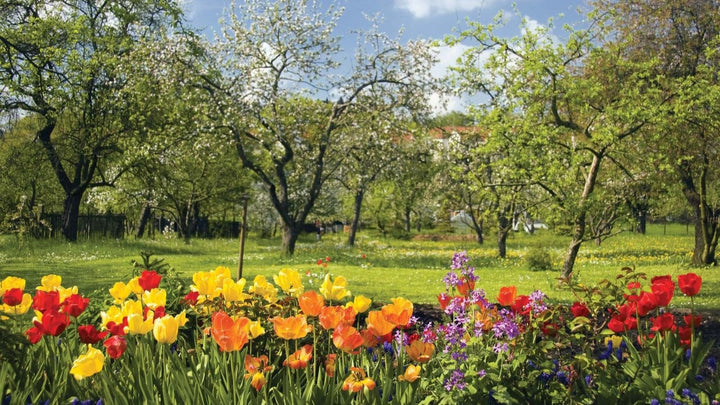 What Flowers are in Season Right Now