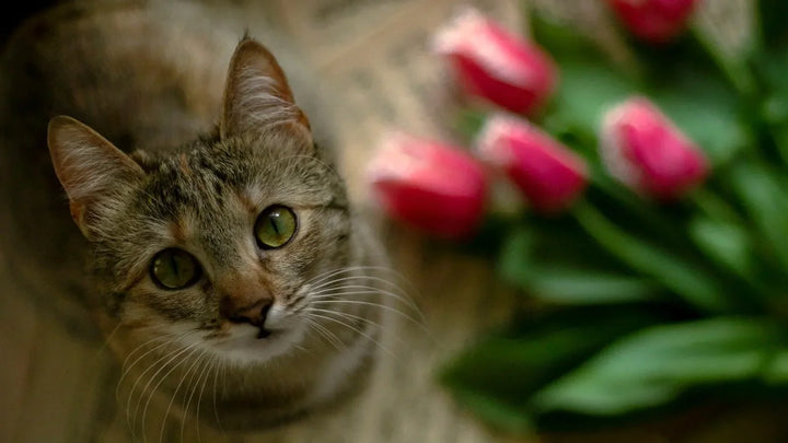 9 Pet-Safe Flowers That Look Good and Won’t Stress You Out