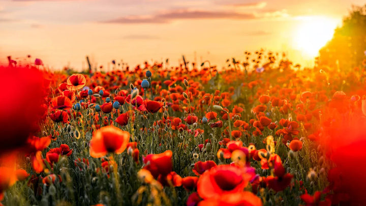 All About August Birth Flowers: Gladiolus & Poppy