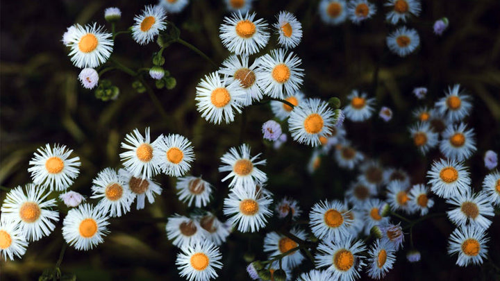 What Do Daisy Colors Represent?