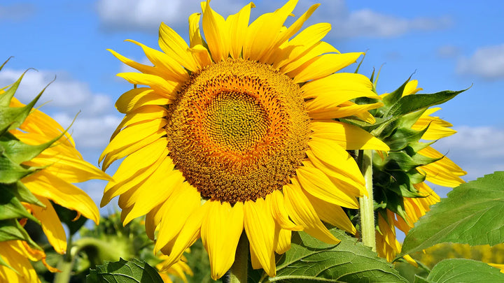 Exploring the Beauty and Meaning of Sunflowers