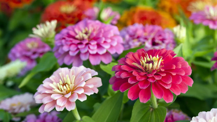 Flowers That Bloom All Year: A Guide to Ever-Blooming Beauty