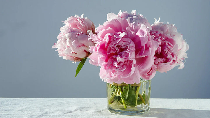 Health Benefits of Flowers in Your Home