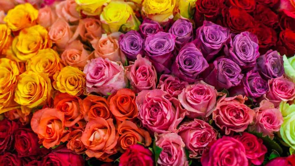 Rose Color Meanings: What All Rose Colors Symbolize