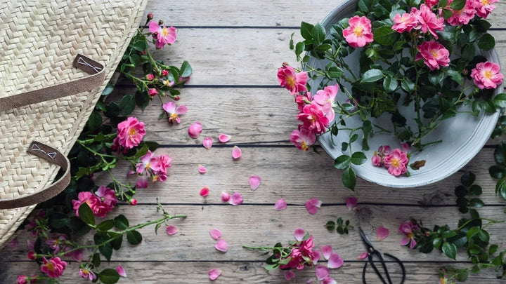 The 10 Best Edible Flowers for Flavor, Beauty, and Creativity