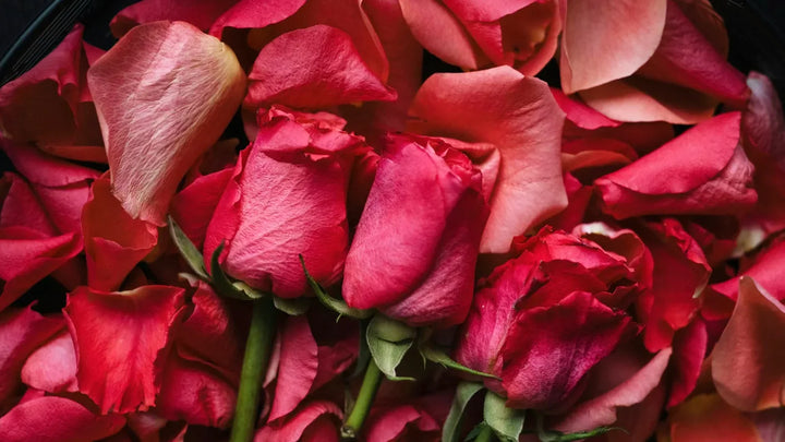 The Ultimate Guide to Roses: Varieties, Care, and Creative Uses