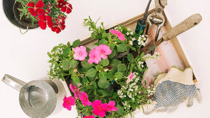 Top 10 Summer Flowers for the Garden or Home