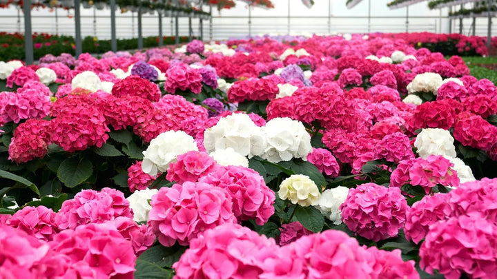 Trends in Floral Design: Incorporating Hydrangeas for Modern Arrangements