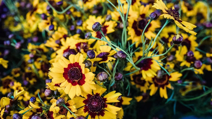 Unexpected Ways to Use Flowers Beyond Bouquets