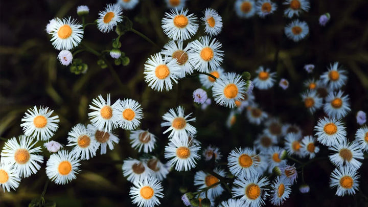 What Do Daisy Colors Represent?