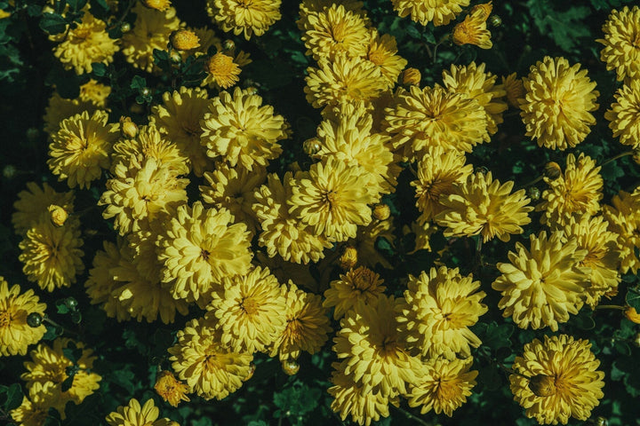 Best Hypoallergenic Flowers