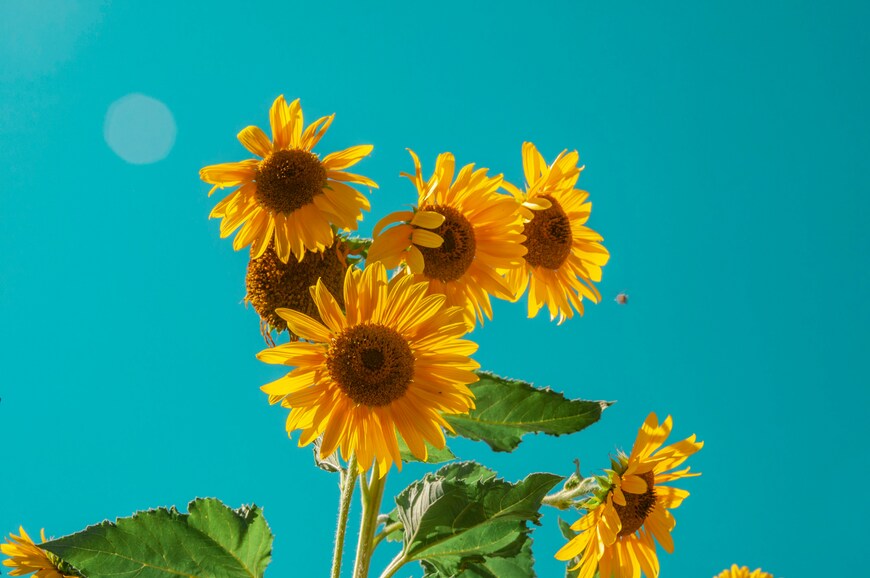 Exploring the Beauty and Meaning of Sunflowers