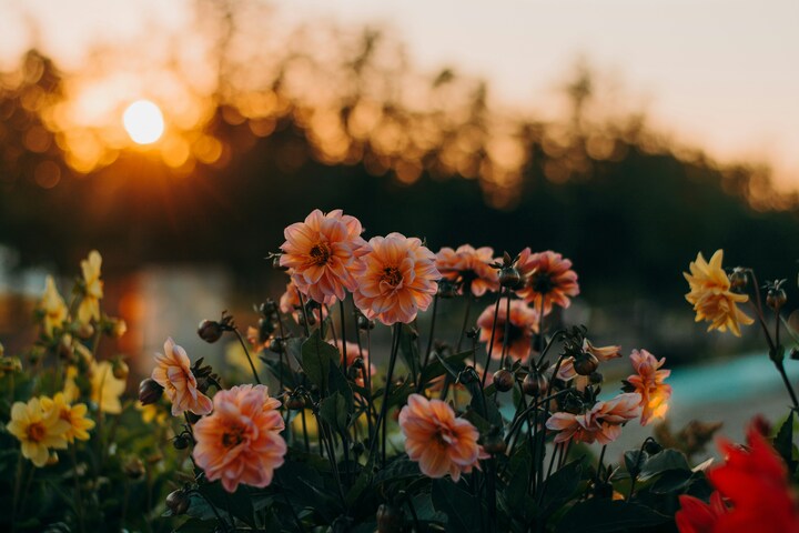 Top 10 Summer Flowers for the Garden or Home