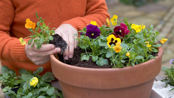 Flowers That Grow in Winter for Cold-Season Sales