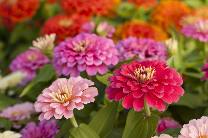 Flowers That Bloom All Year: A Guide to Ever-Blooming Beauty