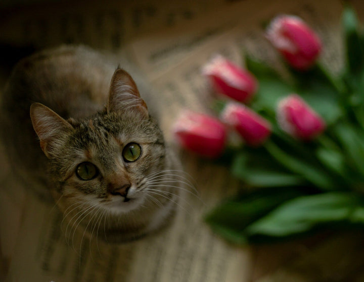 Shop Wholesale Flowers Online In Petaljet | Bulk Fresh Flowers