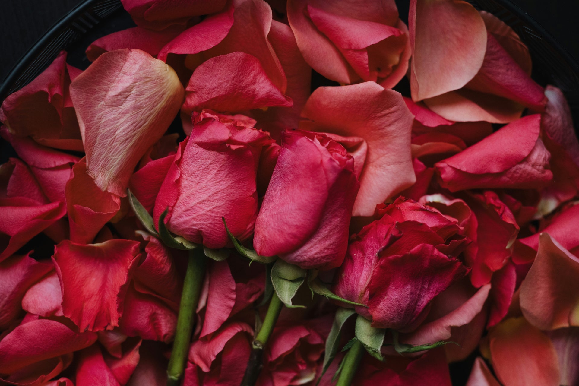 The Ultimate Guide to Roses: Varieties, Care, and Creative Uses