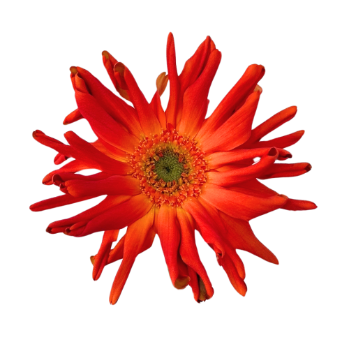 Marinara Mini Gerbera Daisy