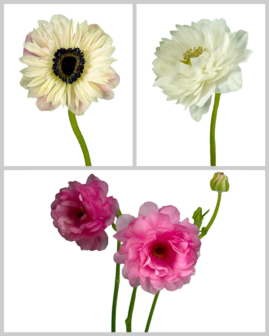 Ranunculus &amp; Anemone Assorted Box Valentine Day