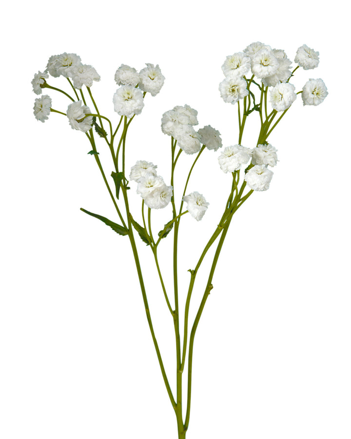 Supreme White Pearl Achillea