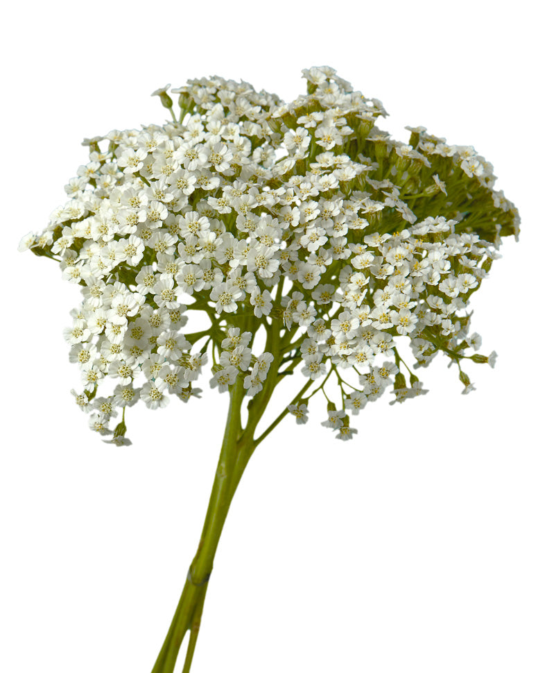 White Achillea (Yarrow)