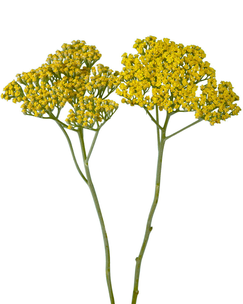 Golden Prairie Achillea (Yarrow)