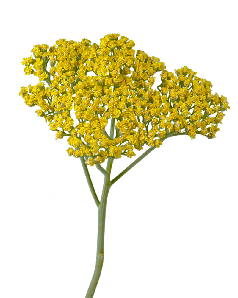 Golden Prairie Achillea (Yarrow)