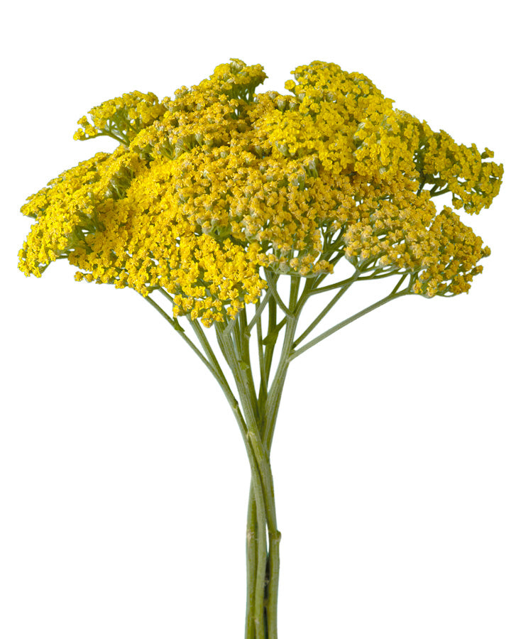 Golden Prairie Achillea (Yarrow)