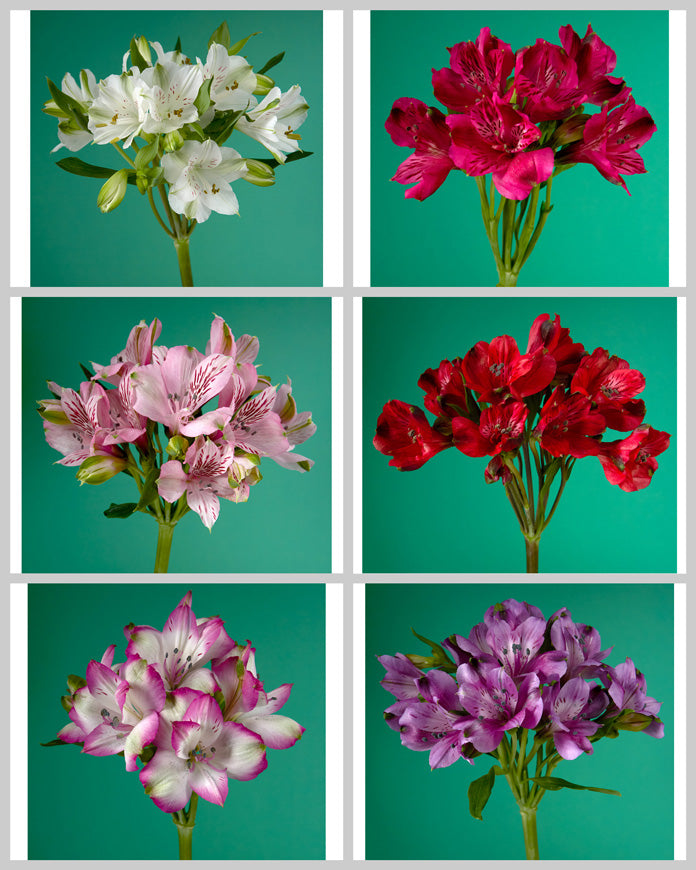 Alstroemeria Assorted Box #223 Valentine Day (Premium Cut)