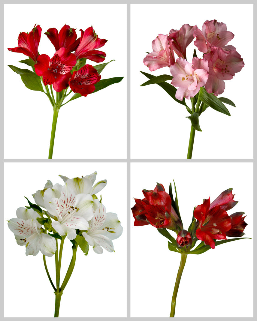 Alstroemeria Holiday Assorted Box