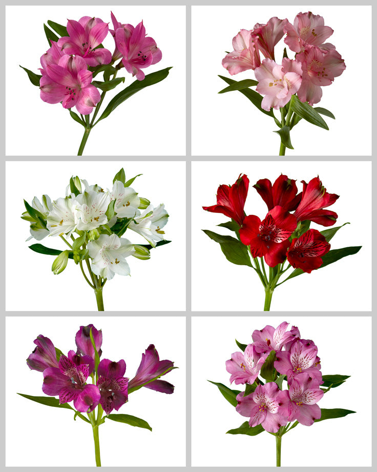 Alstroemeria Assorted Box Valentine's Day