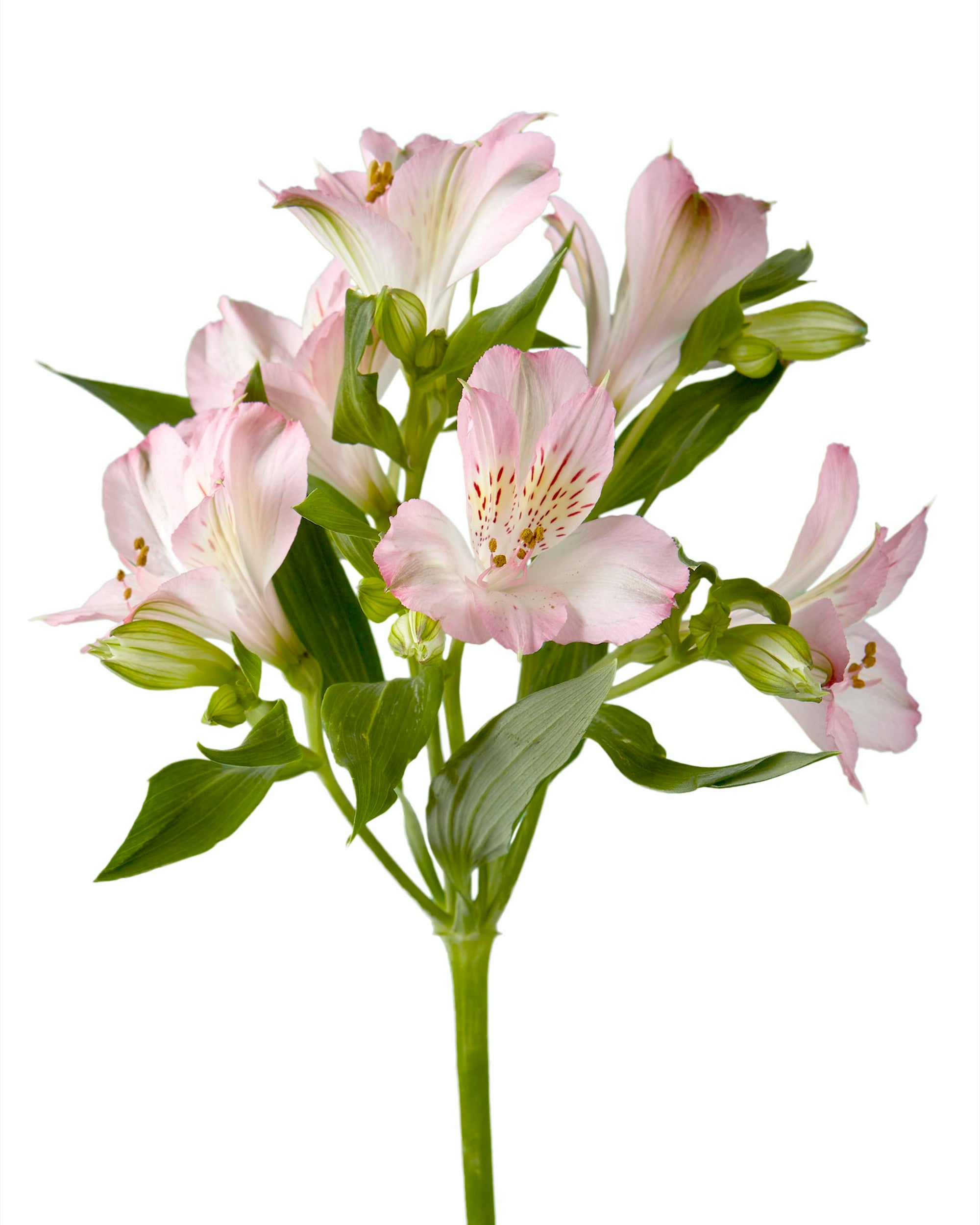 Dubai Alstroemeria Mother's Day