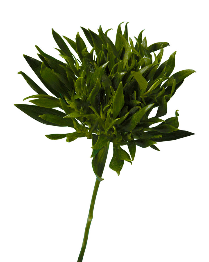 Green Planet Alstroemeria