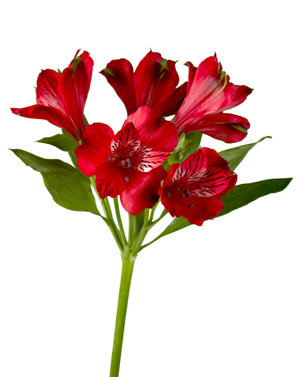 Nadya Red Alstroemeria Valentine Day (Premium Cut)