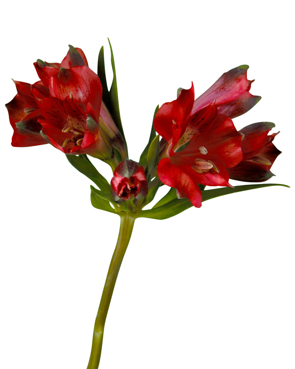 Red Delight Alstroemeria