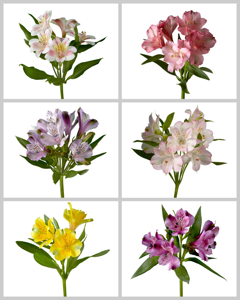 Alstroemeria Assorted Box #221 Mother's Day