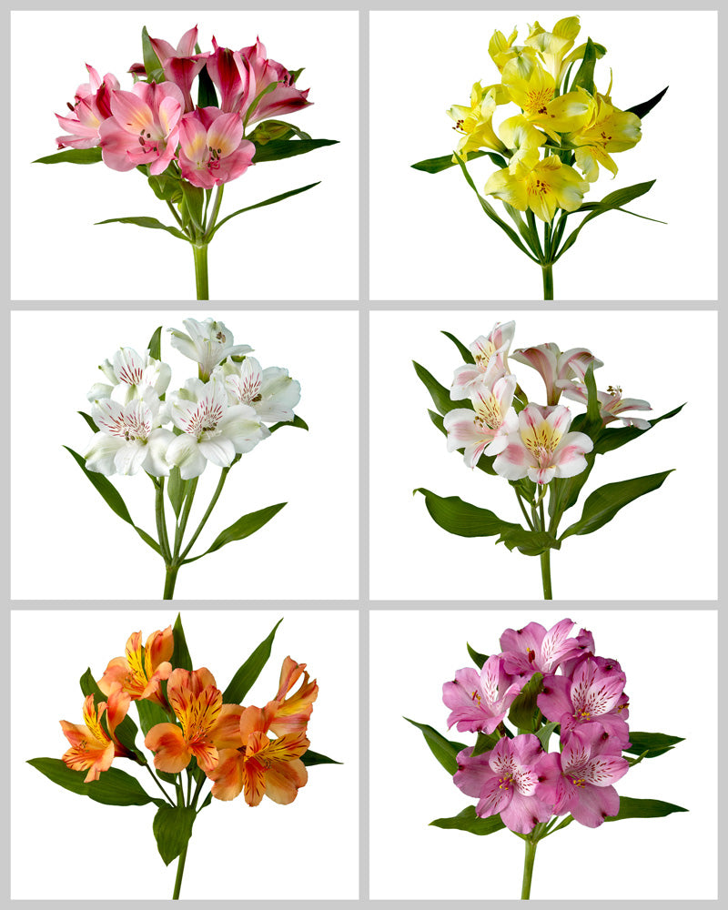 Alstroemeria Assorted Box #222