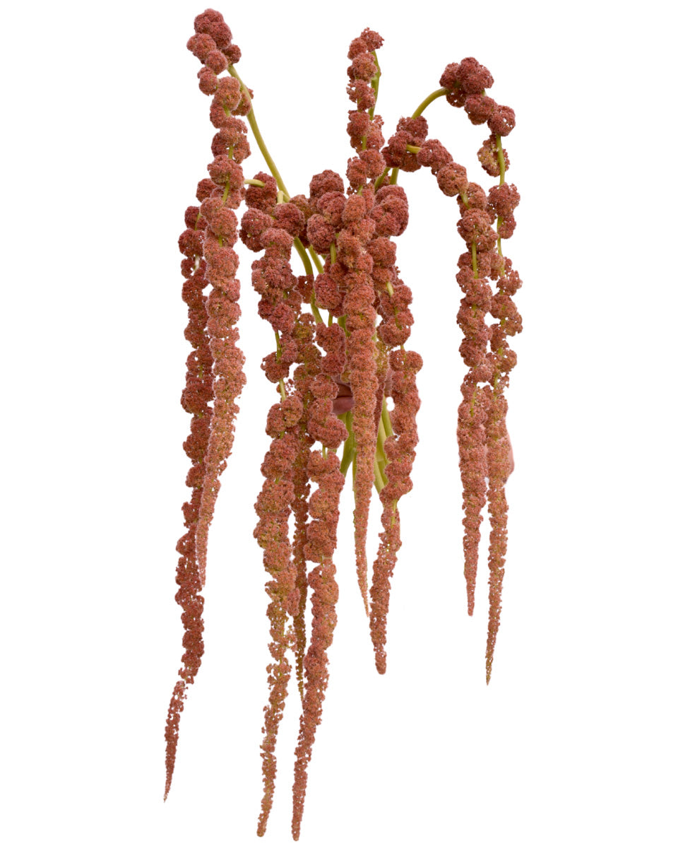 Amaranthus Coral Fountain Hanging