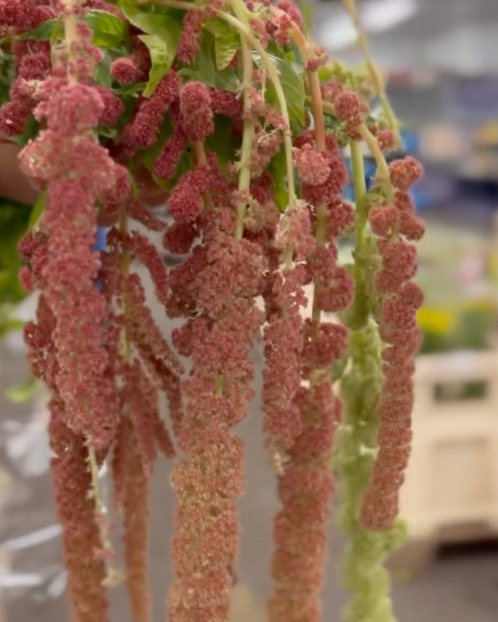 Amaranthus Coral Fountain Hanging